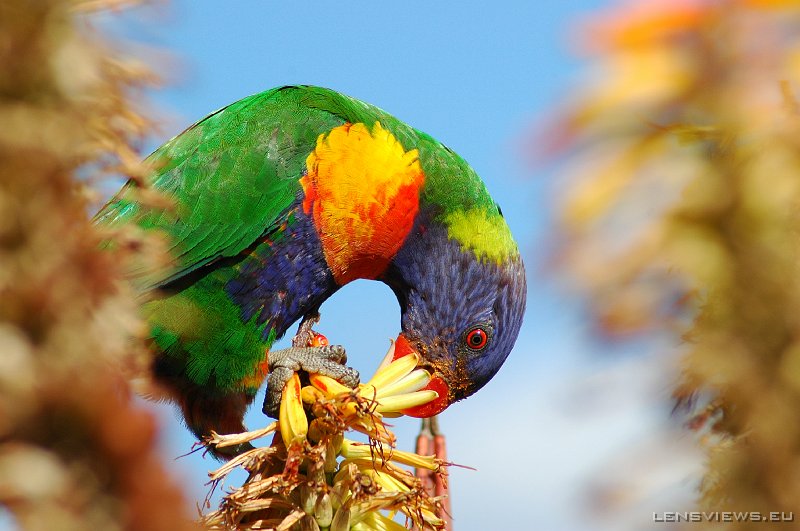 Rainbow Lorikeet 101 